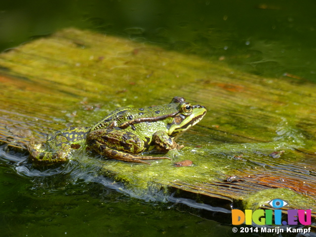 FZ008060 Marsh frog (Pelophylax ridibundus) on plank